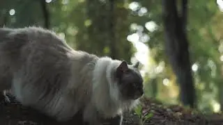 Ragdoll out in the park