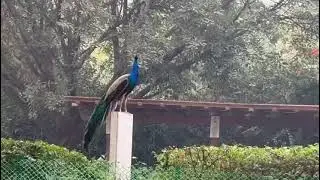 Beautiful pair of peacocks 🦚