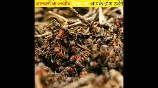animal facts in hindi 🔥🤯#facts #dailyfacts #hindifacts #edit #shorts #aquarium