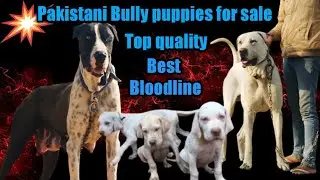 Pakistani Bully puppies Available for Sale Pak Import Posti X Pak Import Sando Bloodline