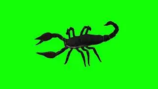 scorpion walk green screen video. 