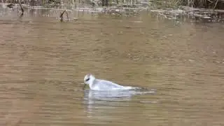 Grey Phalarope