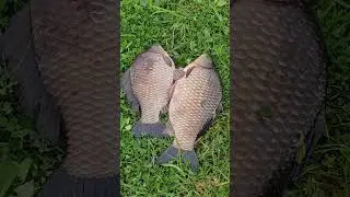 карась