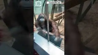 AWWWW — Orangutan Fascinated with Zoogoer’s Baby After 