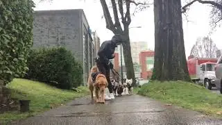 TPSC - Mack’s Loose Leash Walking Graduation