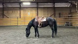 First Saddling at SAFE | Blanche