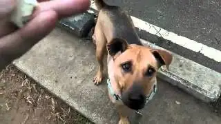 Funny Nala