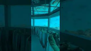 11th day in the Maldives and 2nd underwater experience! Maldives month continues
