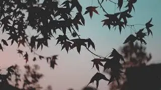 НАВЫКИ ВЫЖИВАНИЯ И АДАПТАЦИИ