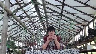 Томаты Февраль 2021 Ответы на вопросы  1 Часть