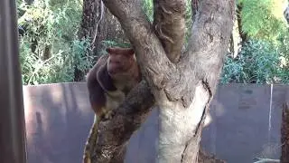 KANGAROO, Tree-kangaroos (HD)