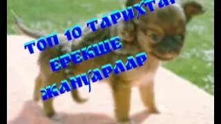 Топ 10 тарихтағы ерекше жануарлар