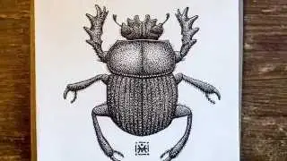 Scarabaeus sacer: Liner Drawing Speedpaint