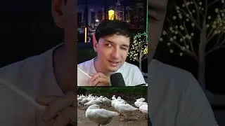 полушарный сон