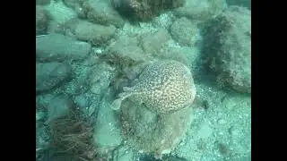 Electric Ray, Spain, Málaga, scuba diving