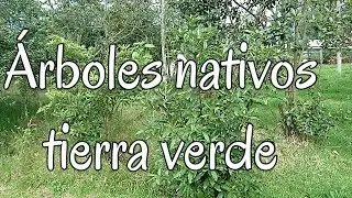 Árboles nativos tiera verde