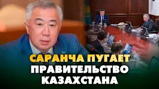Саранча пугает правительство Казахстана