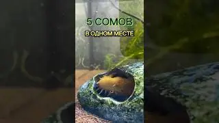 5 СОМОВ В ОДНОМ МЕСТЕ! 😅 #соманциструс аквариум для сомов