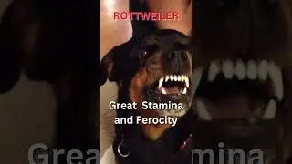 Rottweiler and Pitbull Fight Comparison 