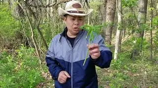 AOK Foraging and Adventures - False Solomon Seal