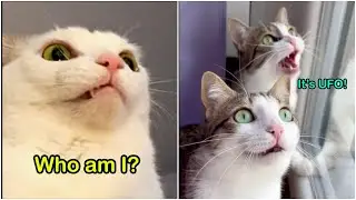 EXISTENTIAL CRISIS CAT - Cats Speak English Funny Voiceover Compilation Ep.01