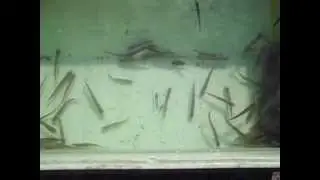 Живец, Длительное хранение.