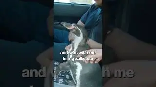 I took a penguin in an Uber