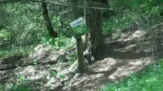 Kirkjubæjarklaustur Forest Grove, Ísland, June 25th, 2021