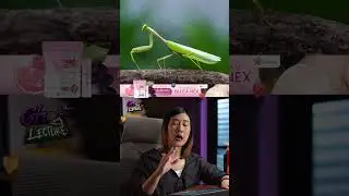 ตั๊กแตนปริศนา 