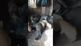 Брошенные животные на острове Большой Уссурийский — 4