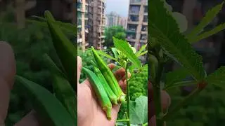 Harvesting time #terracegarden #organic #kitchengarden #garden #vegetables #homegrown #love #fruit
