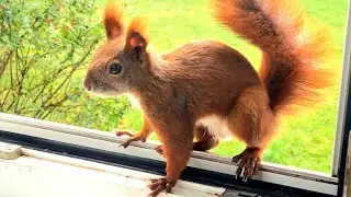 Munching Fluffys Enjoy Their Teeats On My Windowsill