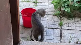 Кот ловит рыбу )