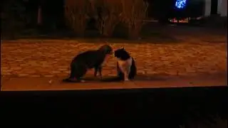 драка котов