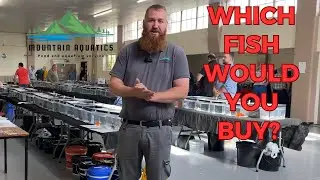 I went to a Goldfish Auction!