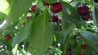 Старые крупные напривитые  сорта черешени