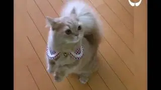 Кошка с хвостом как у белки!