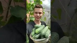 Лучший урожай - урожай со своего огорода 🥒