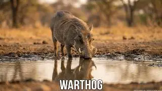 Warthog at water hole / Tarangire NP Tanzania