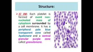 Histology platelets