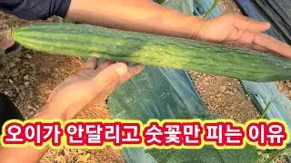 오이가 안달리고 숫꽃만 피는 이유~ 오이재배방법,키우기 텃밭농사.농부,귀농귀촌,주말농장