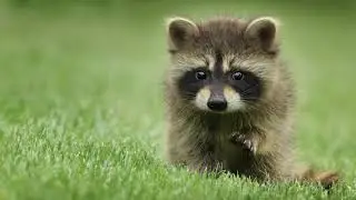 Ангел мой со мной