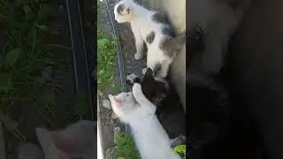 Забавные котята...#тикток #cat #kitten #котики