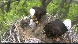 Minnesota Bald Eagles bring cat? to nest and then a fish.. 4/29/12