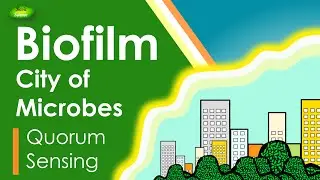 Biofilm | The city of Microbes | Microbiology | Bacteriology | Cell Biology | Basic Science Series |