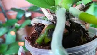 КОГДА ОРХИДЕЯ ВЫГОНЯЕТ КОРОТКИЕ ЛИСТЬЯ....