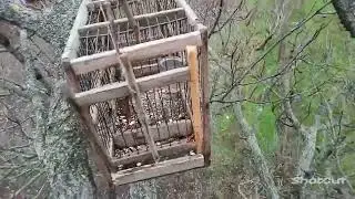 Ловля певчих птиц на западок.Синица!!