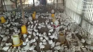 ternak ayam skala rumahan