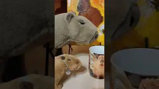 наше капибарство 