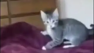 perfectly cut screams 5